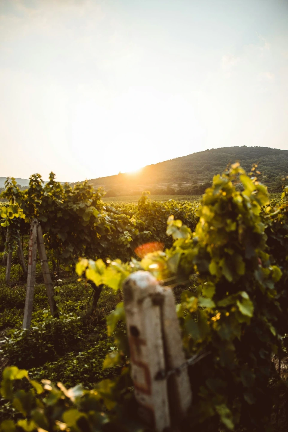 the sun is setting over a vineyard with vines